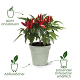 Übertöpfe Anzuchttopf ⌀13 - hellgrün von Urban Gardeners in der Farbe #product_color# - kauf's dir jetzt!