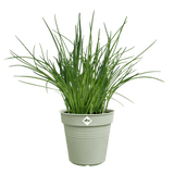 Übertöpfe Anzuchttopf ⌀13 - hellgrün von Urban Gardeners in der Farbe #product_color# - kauf's dir jetzt!
