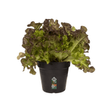 Übertöpfe Anzuchttopf ⌀15 - schwarz von Urban Gardeners in der Farbe #product_color# - kauf's dir jetzt!