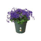 Übertöpfe Anzuchttopf ⌀17 - dunkelgrün von Urban Gardeners in der Farbe #product_color# - kauf's dir jetzt!