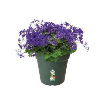 Übertöpfe Anzuchttopf ⌀17 - dunkelgrün von Urban Gardeners in der Farbe #product_color# - kauf's dir jetzt!