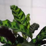 Zimmerpflanze Calathea Lancifolia Insignie T12 von Urban Gardeners in der Farbe #product_color# - kauf's dir jetzt!