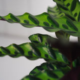 Zimmerpflanze Calathea Lancifolia Insignie T12 von Urban Gardeners in der Farbe #product_color# - kauf's dir jetzt!