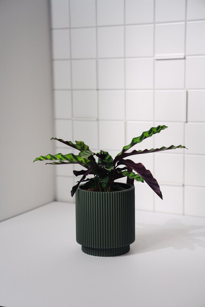 Zimmerpflanze Calathea Lancifolia Insignie T12 von Urban Gardeners in der Farbe #product_color# - kauf's dir jetzt!