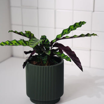 Zimmerpflanze Calathea Lancifolia Insignie T12 von Urban Gardeners in der Farbe #product_color# - kauf's dir jetzt!