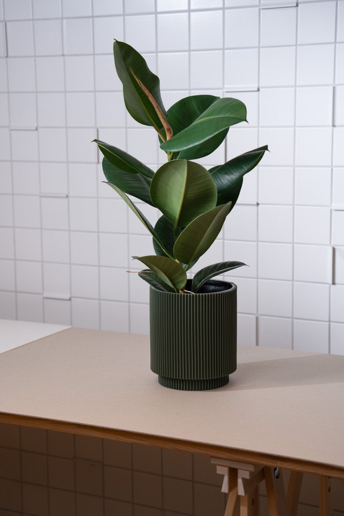 Zimmerpflanze Ficus Elastica von Urban Gardeners in der Farbe #product_color# - kauf's dir jetzt!