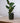 Zimmerpflanze Ficus Elastica von Urban Gardeners in der Farbe #product_color# - kauf's dir jetzt!