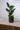 Zimmerpflanze Ficus Elastica von Urban Gardeners in der Farbe #product_color# - kauf's dir jetzt!