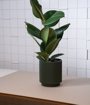 Zimmerpflanze Ficus Elastica von Urban Gardeners in der Farbe #product_color# - kauf's dir jetzt!