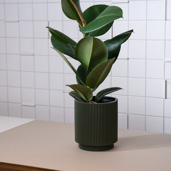 Zimmerpflanze Ficus Elastica von Urban Gardeners in der Farbe #product_color# - kauf's dir jetzt!