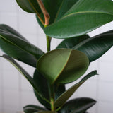 Zimmerpflanze Ficus Elastica von Urban Gardeners in der Farbe #product_color# - kauf's dir jetzt!