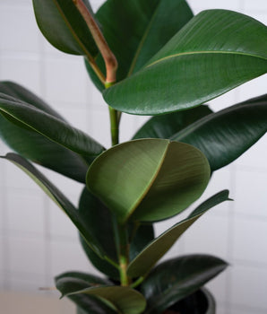 Zimmerpflanze Ficus Elastica von Urban Gardeners in der Farbe #product_color# - kauf's dir jetzt!