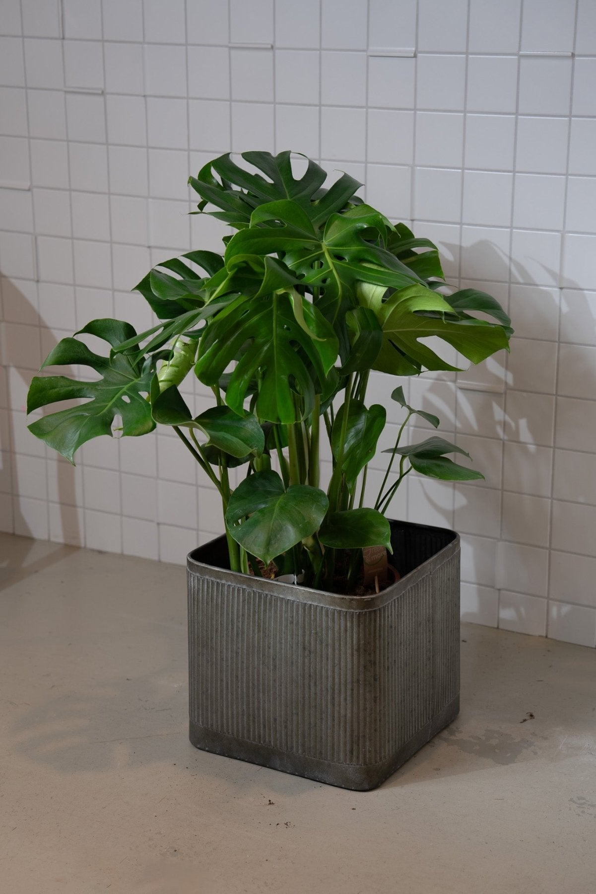 Zimmerpflanze Monstera Deliciosa - groß von Urban Gardeners in der Farbe #product_color# - kauf's dir jetzt!