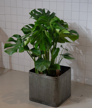 Zimmerpflanze Monstera Deliciosa - groß von Urban Gardeners in der Farbe #product_color# - kauf's dir jetzt!