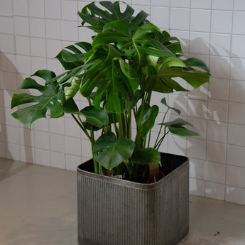 monstera deliciosa groß Monstera deliciosa Bush kaufen