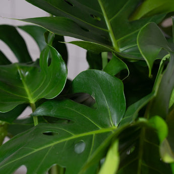 Zimmerpflanze Monstera Deliciosa - groß von Urban Gardeners in der Farbe #product_color# - kauf's dir jetzt!