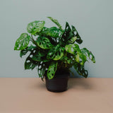 Zimmerpflanze Monstera - Monkey Leaf stehend von Urban Gardeners in der Farbe #product_color# - kauf's dir jetzt!