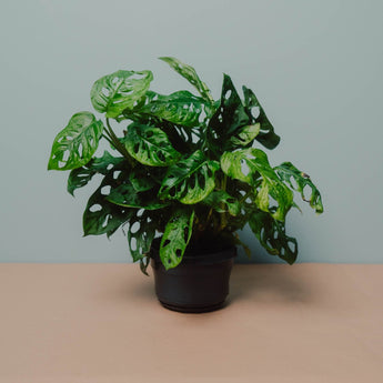 monstera wuchert Monstera mit Löchern (Monkey Leaf-stehend) kaufen