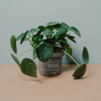 Zimmerpflanze Pilea von Urban Gardeners in der Farbe #product_color# - kauf's dir jetzt!