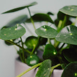 Zimmerpflanze Pilea von Urban Gardeners in der Farbe #product_color# - kauf's dir jetzt!