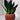 Zimmerpflanze Sanseveria Black Diamond T14 von Urban Gardeners in der Farbe #product_color# - kauf's dir jetzt!