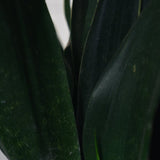 Zimmerpflanze Sanseveria Black Diamond T14 von Urban Gardeners in der Farbe #product_color# - kauf's dir jetzt!