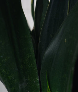 Zimmerpflanze Sanseveria Black Diamond T14 von Urban Gardeners in der Farbe #product_color# - kauf's dir jetzt!