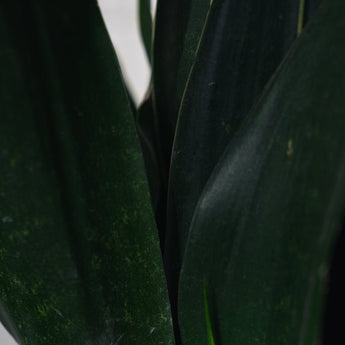 Zimmerpflanze Sanseveria Black Diamond T14 von Urban Gardeners in der Farbe #product_color# - kauf's dir jetzt!