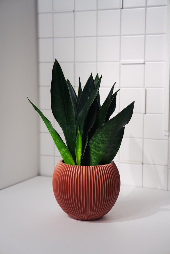 Zimmerpflanze Sanseveria Black Diamond T14 von Urban Gardeners in der Farbe #product_color# - kauf's dir jetzt!