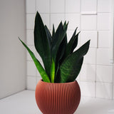 Zimmerpflanze Sanseveria Black Diamond T14 von Urban Gardeners in der Farbe #product_color# - kauf's dir jetzt!