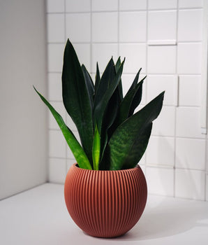 Zimmerpflanze Sanseveria Black Diamond T14 von Urban Gardeners in der Farbe #product_color# - kauf's dir jetzt!