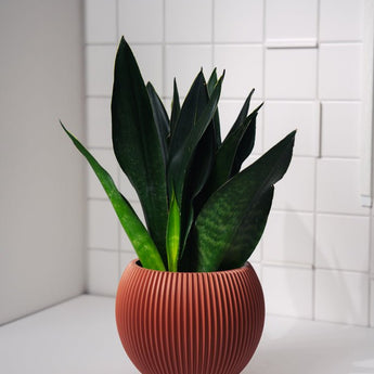 Zimmerpflanze Sanseveria Black Diamond T14 von Urban Gardeners in der Farbe #product_color# - kauf's dir jetzt!