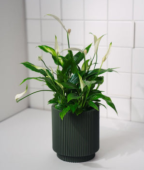 Zimmerpflanze Spatiphyllum T12 von Urban Gardeners in der Farbe #product_color# - kauf's dir jetzt!