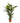 Zimmerpflanze Spatiphyllum T24 von Urban Gardeners in der Farbe #product_color# - kauf's dir jetzt!