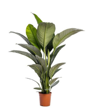 Zimmerpflanze Spatiphyllum T24 von Urban Gardeners in der Farbe #product_color# - kauf's dir jetzt!