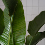 Zimmerpflanze Strelitzia T24 von Urban Gardeners in der Farbe #product_color# - kauf's dir jetzt!