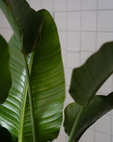 Zimmerpflanze Strelitzia T24 von Urban Gardeners in der Farbe #product_color# - kauf's dir jetzt!