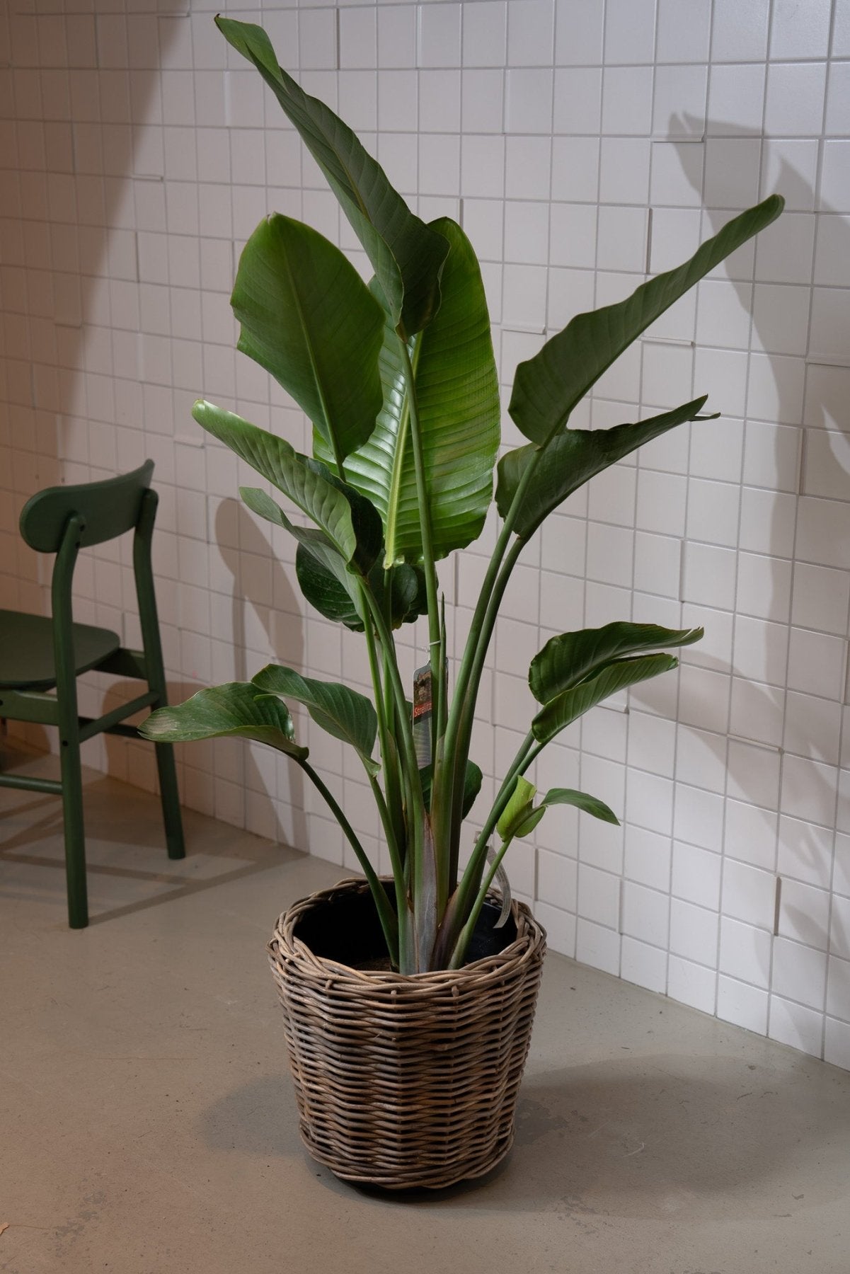 Zimmerpflanze Strelitzia T24 von Urban Gardeners in der Farbe #product_color# - kauf's dir jetzt!