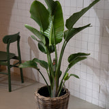 Zimmerpflanze Strelitzia T24 von Urban Gardeners in der Farbe #product_color# - kauf's dir jetzt!