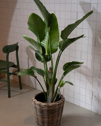 Zimmerpflanze Strelitzia T24 von Urban Gardeners in der Farbe #product_color# - kauf's dir jetzt!