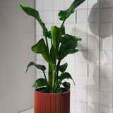 Zimmerpflanze Strelitzie T14 von Urban Gardeners in der Farbe #product_color# - kauf's dir jetzt!