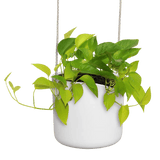 Übertöpfe Übertopf hängend ⌀18 - weiss von Urban Gardeners in der Farbe #product_color# - kauf's dir jetzt!