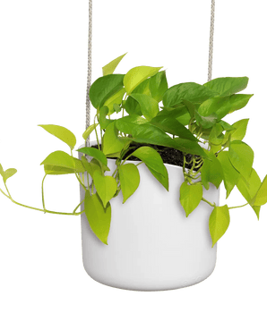 Übertöpfe Übertopf hängend ⌀18 - weiss von Urban Gardeners in der Farbe #product_color# - kauf's dir jetzt!