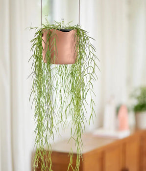 Übertöpfe Übertopf hängend ⌀18 - zartrosa von Urban Gardeners in der Farbe #product_color# - kauf's dir jetzt!