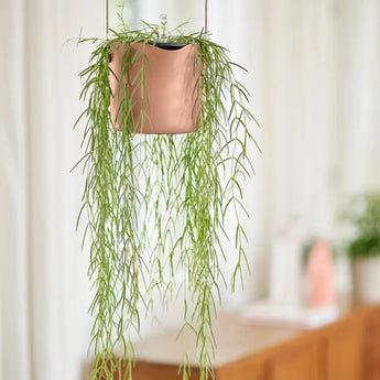 Übertöpfe Übertopf hängend ⌀18 - zartrosa von Urban Gardeners in der Farbe #product_color# - kauf's dir jetzt!