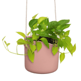 Übertöpfe Übertopf hängend ⌀18 - zartrosa von Urban Gardeners in der Farbe #product_color# - kauf's dir jetzt!