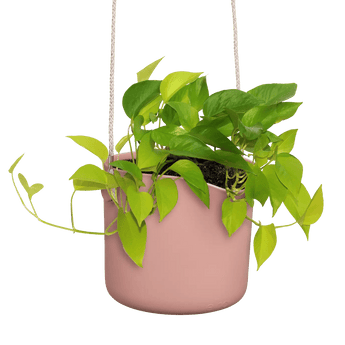 Übertöpfe Übertopf hängend ⌀18 - zartrosa von Urban Gardeners in der Farbe #product_color# - kauf's dir jetzt!